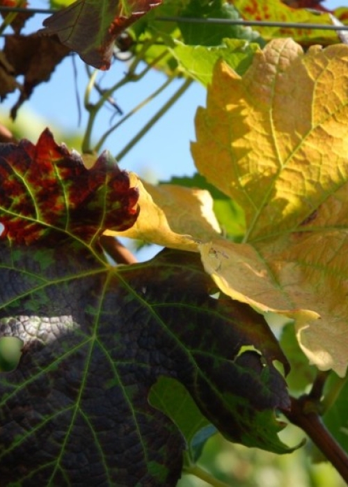 merlot Blatt 36